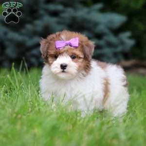 Addie, Havapoo Puppy
